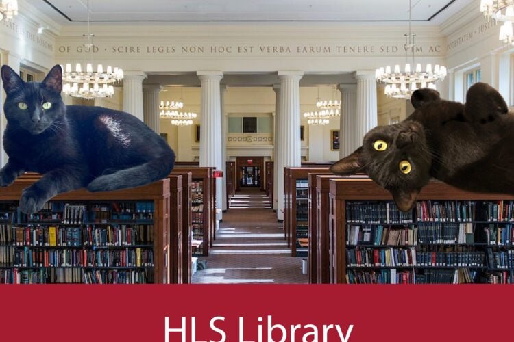 Langdell Hall reading room with two oversized black cats sitting atop the bookcases