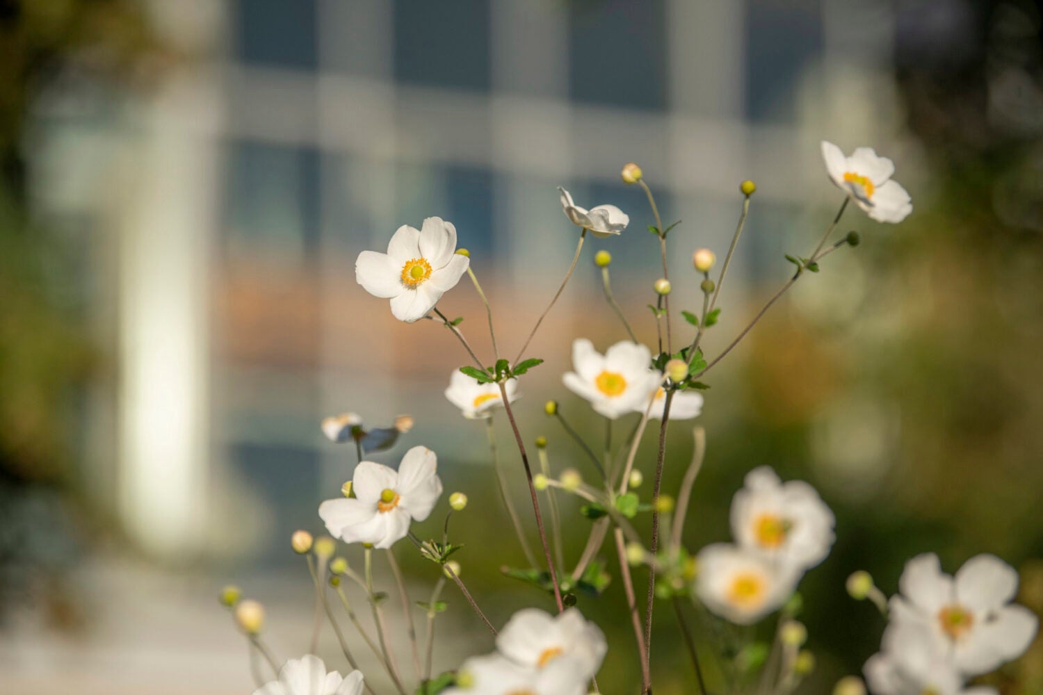 Closeup of flowers.