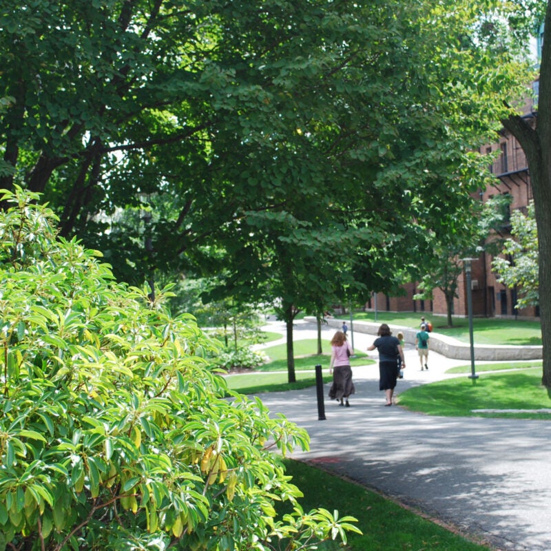A tree and plant-lined pathway through campus with a red brick building on the right