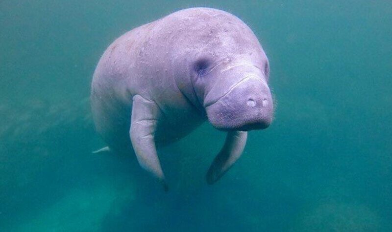 a manatee underwater