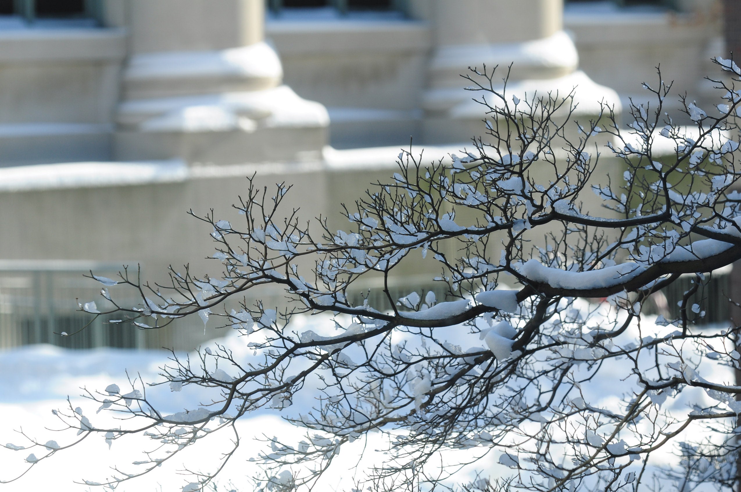 Snow covered branches with snowy columns in the background