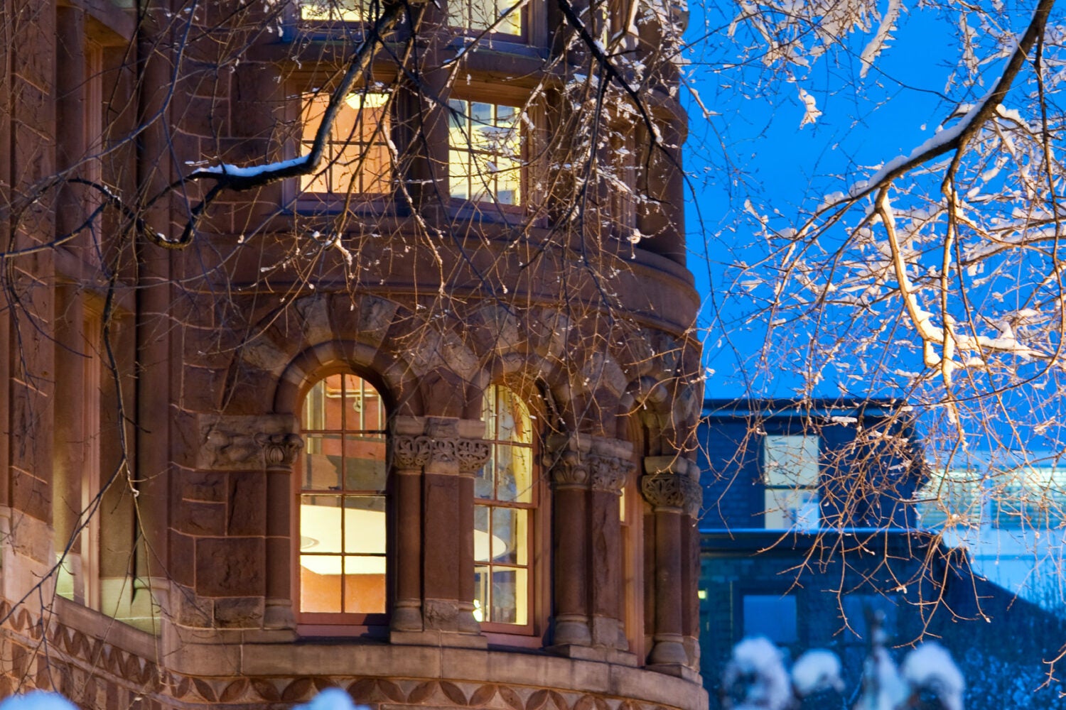 Snowy branches in front of Austin Hall