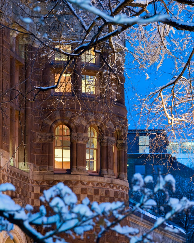 Snowy branches in front of Austin Hall