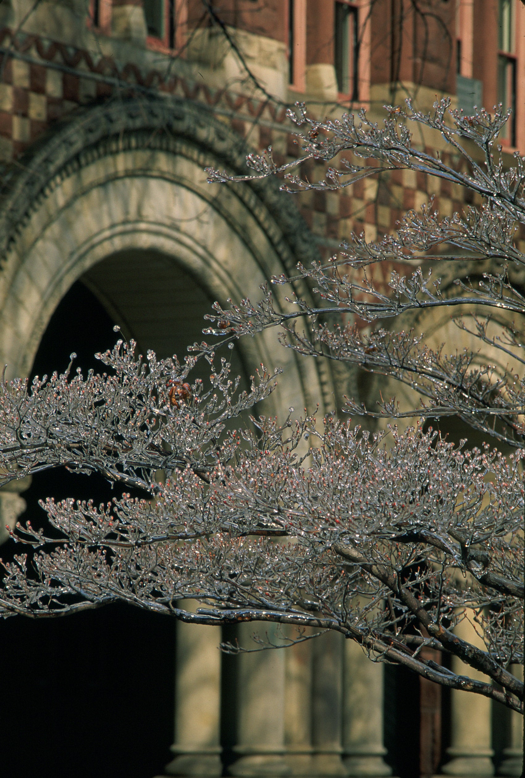 Icy branches in front of a campus building