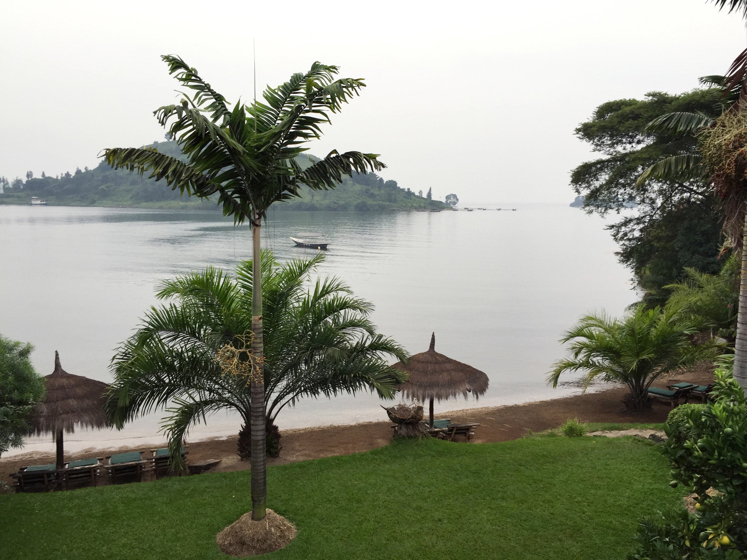 Lake Kivu and some palm trees