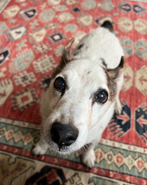 Harvard Law Celebrates National Pet Day! - Harvard Law School 