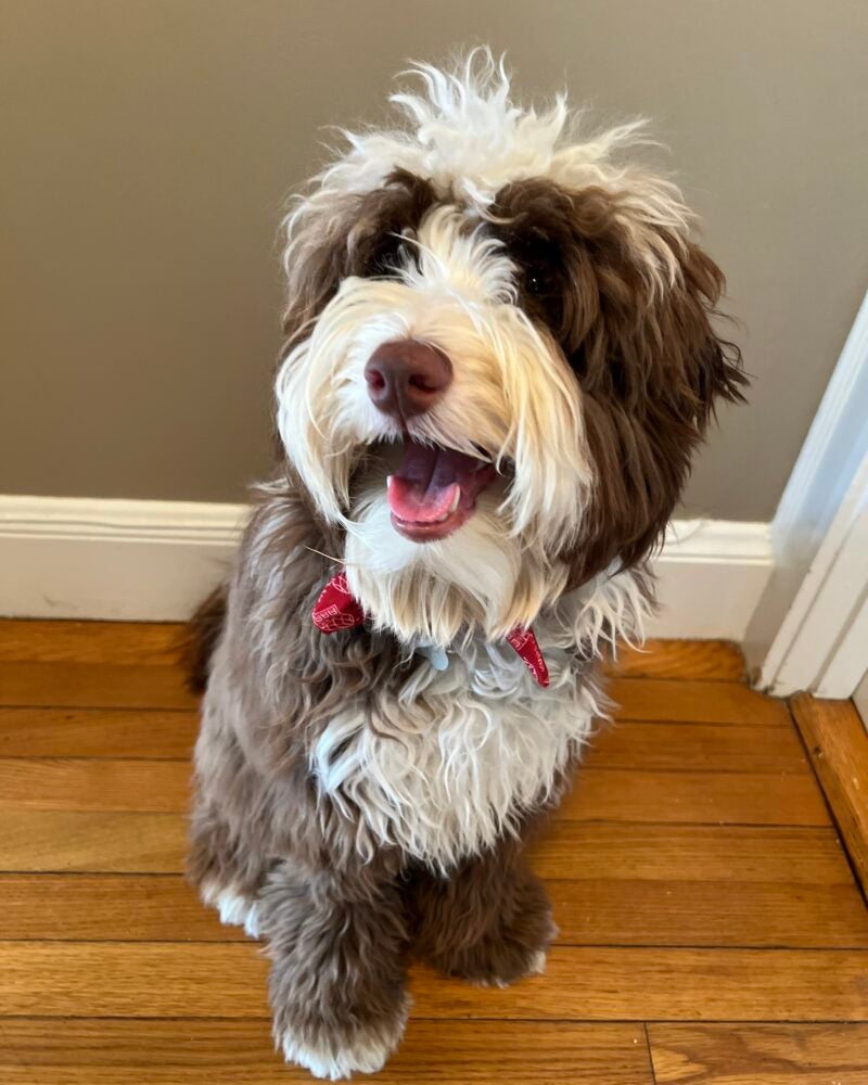 Fluffy dog smiles big