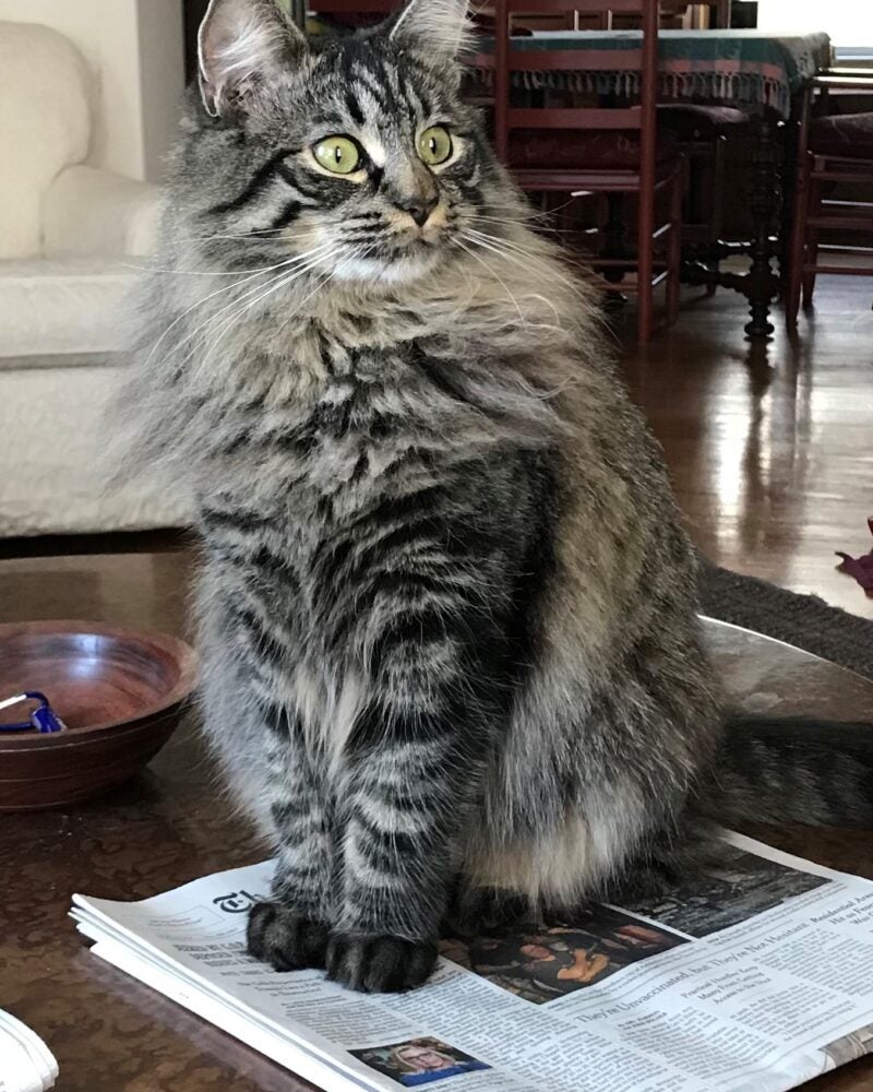 Long-haired tabby sits on a table