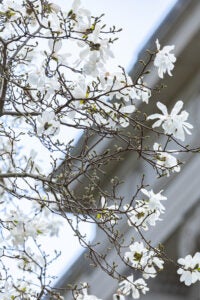 White spring blossoms in front of a building