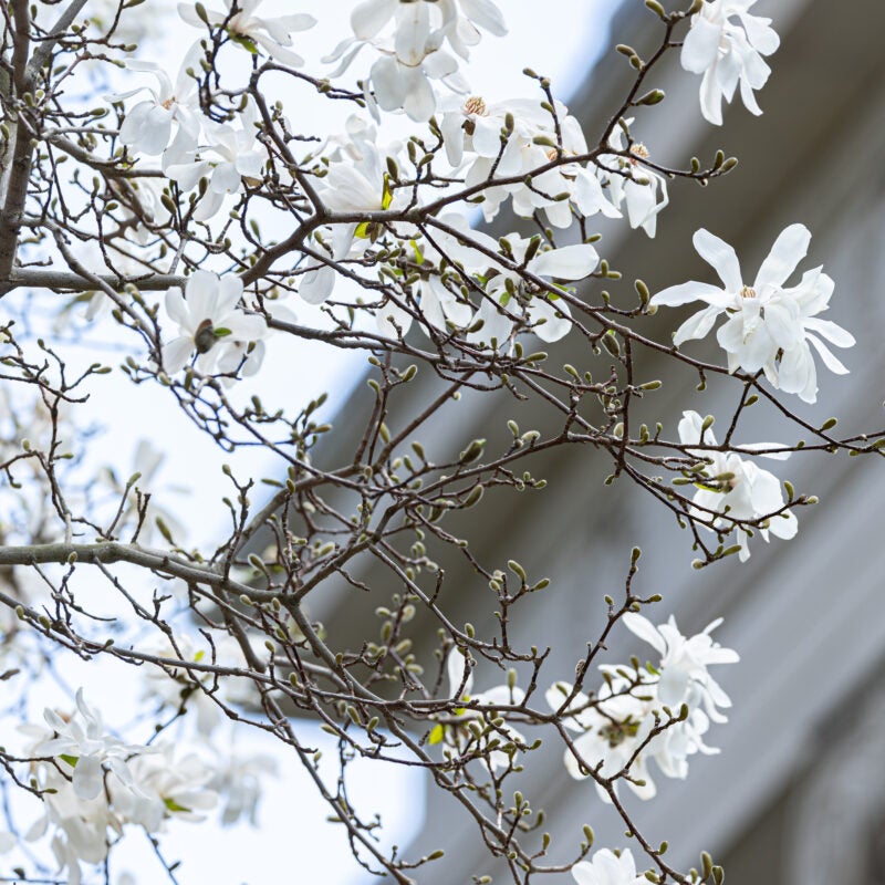 White spring blossoms in front of a building