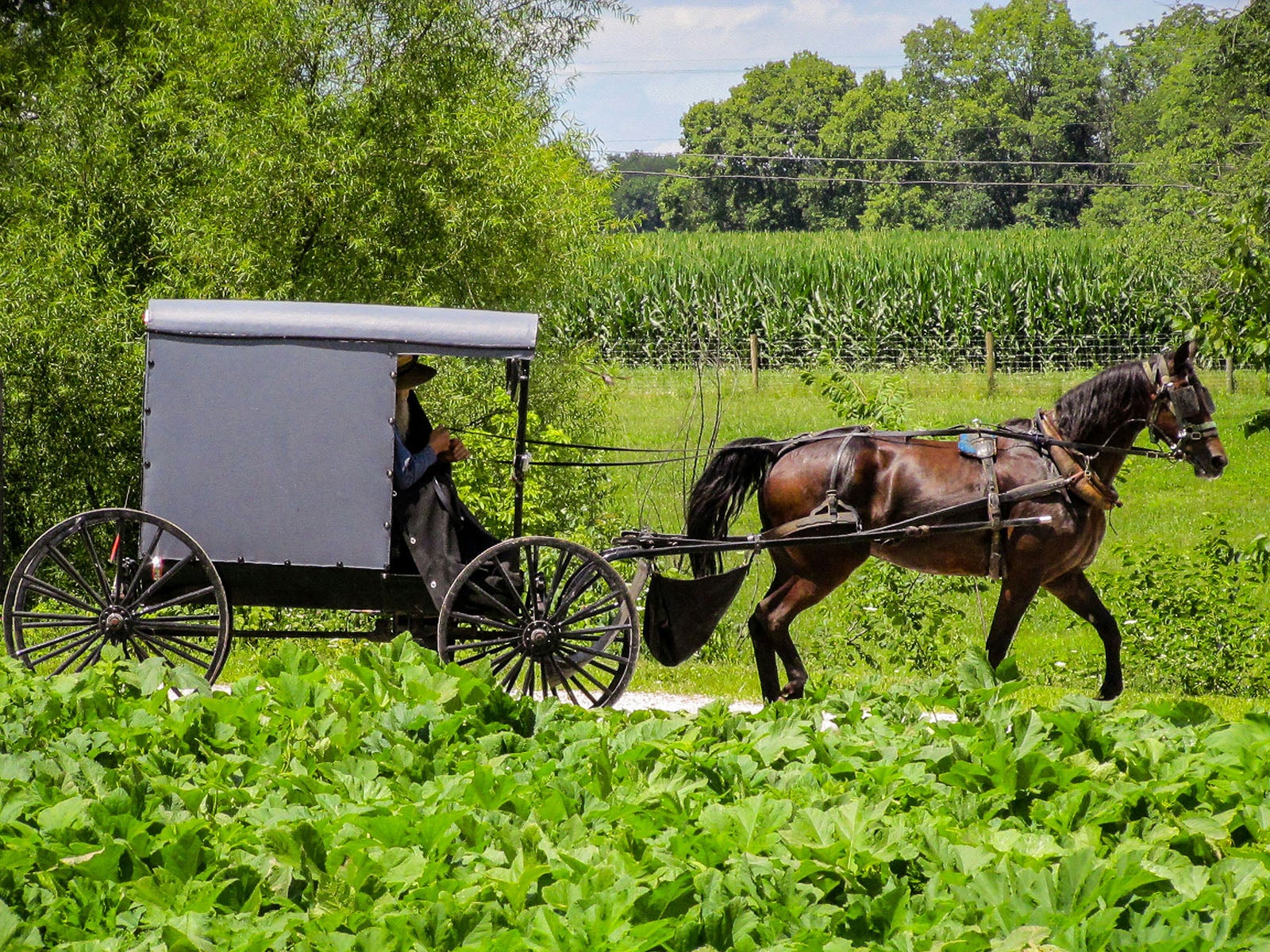 Featured image for In a remote corner of Ohio, a traffic law brings Harvard to the aid of the Amish article