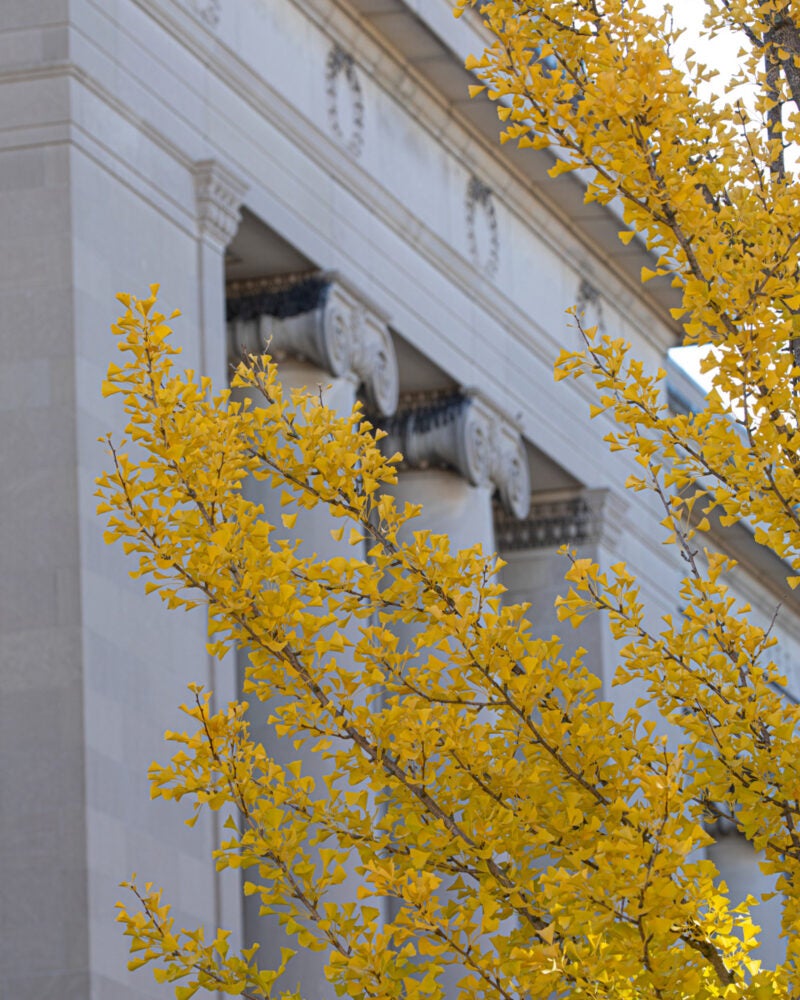 Fall 2024 Harvard Law School Harvard Law School