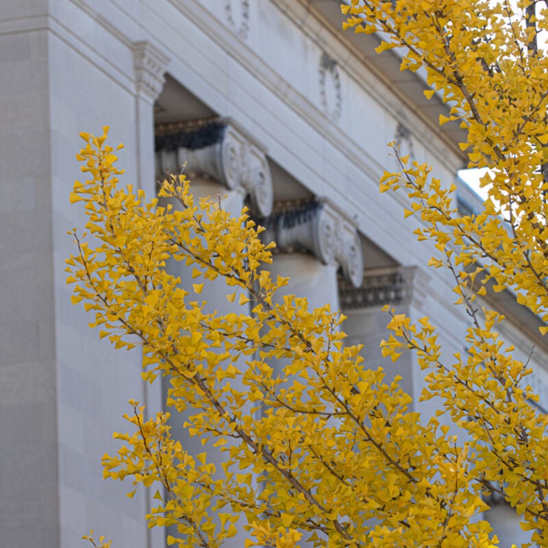 A tree with yellow fall leaves against a detail of a gray stone building with columns
