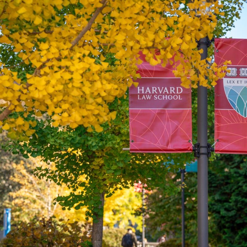 Fall Leaves in front of a Harvard Law School banner.