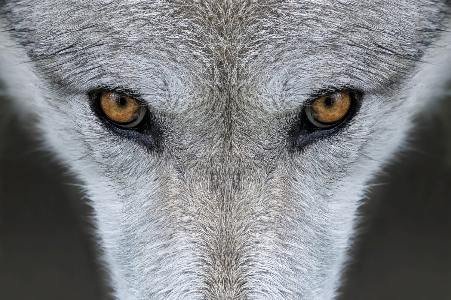 A close up of the eyes a nose of a wolf