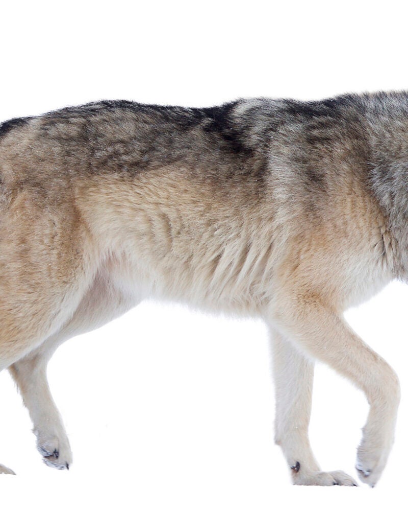 a sillouett of a wolf