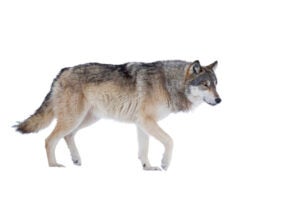 A photo of a wolf