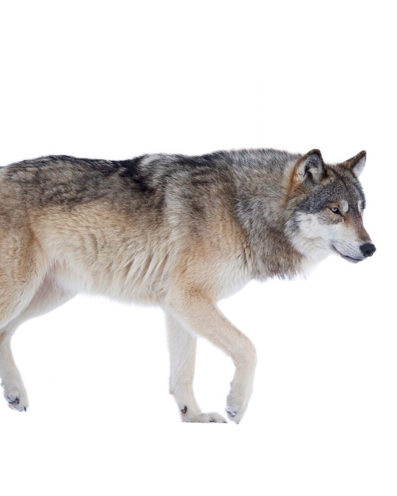 A photo of a wolf