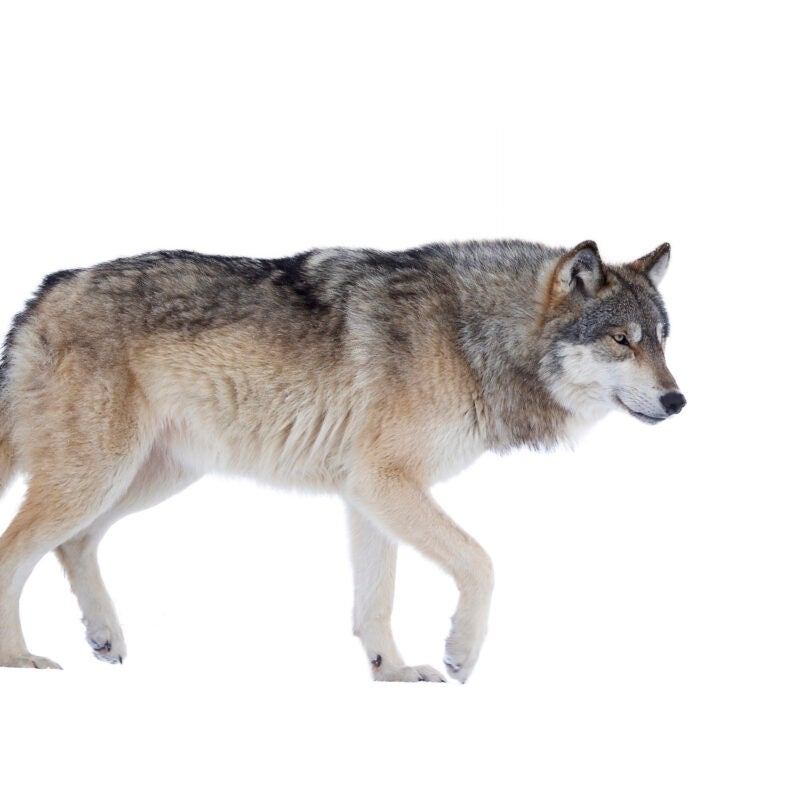 A photo of a wolf