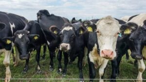 a herd of cows