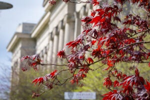 Red leaves in front of Langdell Hall