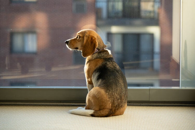 a dog looks out a window
