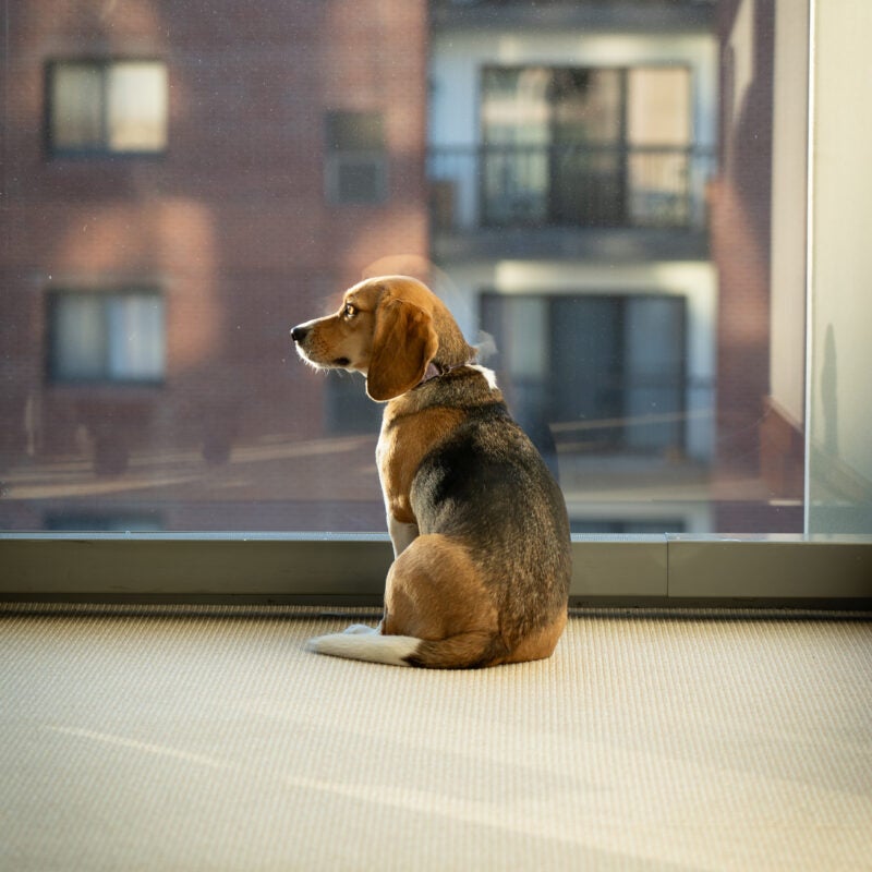 a dog looks out a window