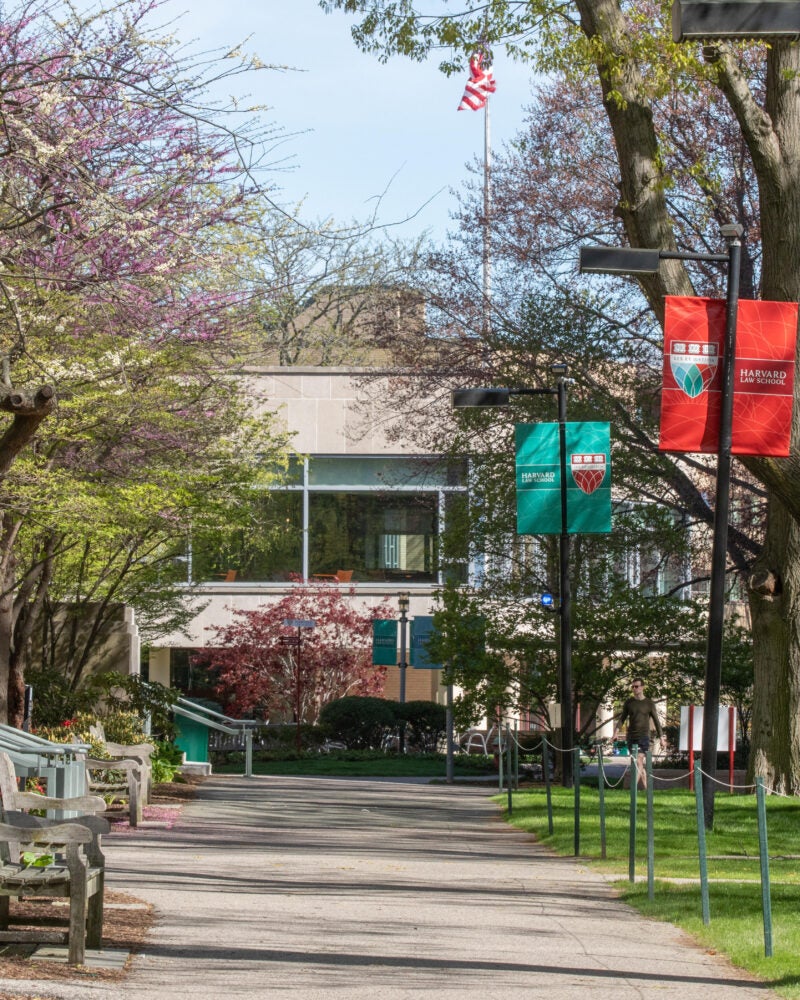 A walkway full of trees on the HLS campus