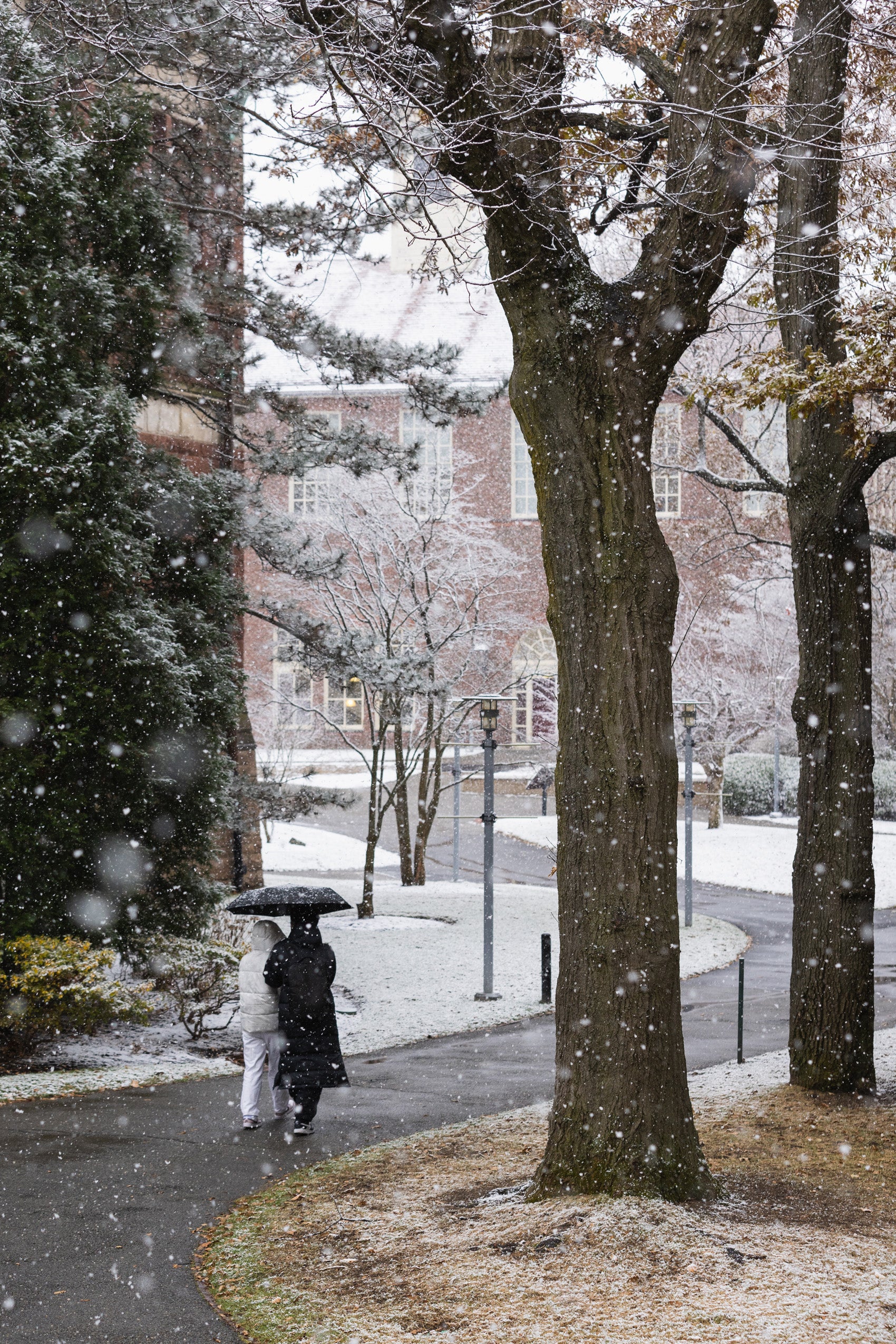 Two people under one umbrella walk along a winding path on a campus.
