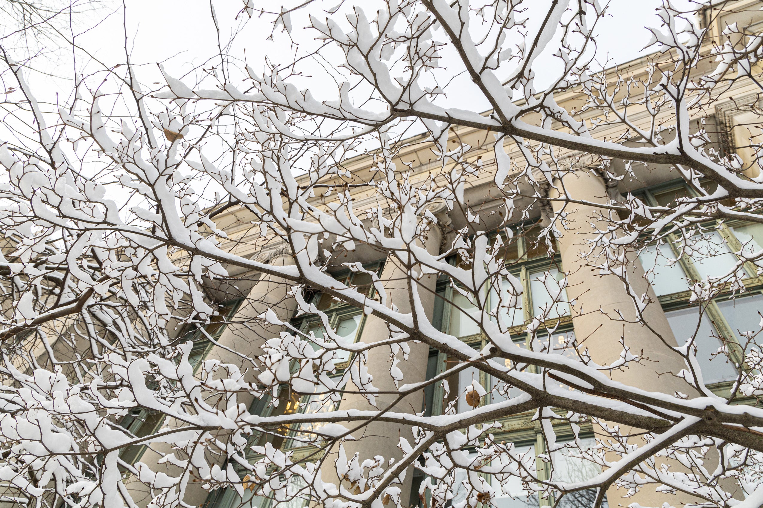 Snow-covered branches in front of a building with tall columns