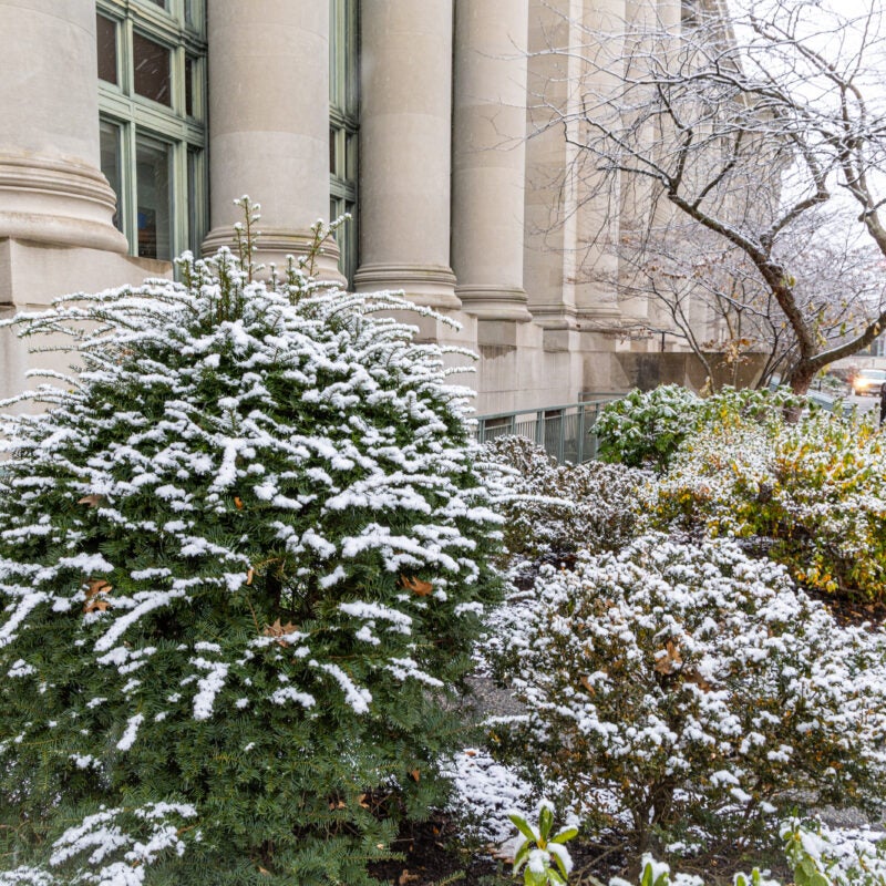 A delicate snow cover bushes and the branches of trees in front of a large building with columns set near a pathway.