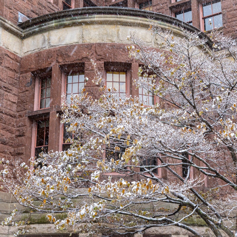 A snow-covered delicate bush in front of a red brick building with a curved exterior.
