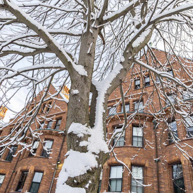 A large tree with snow-covered branches in front of a large red-brick building with lots of windows.