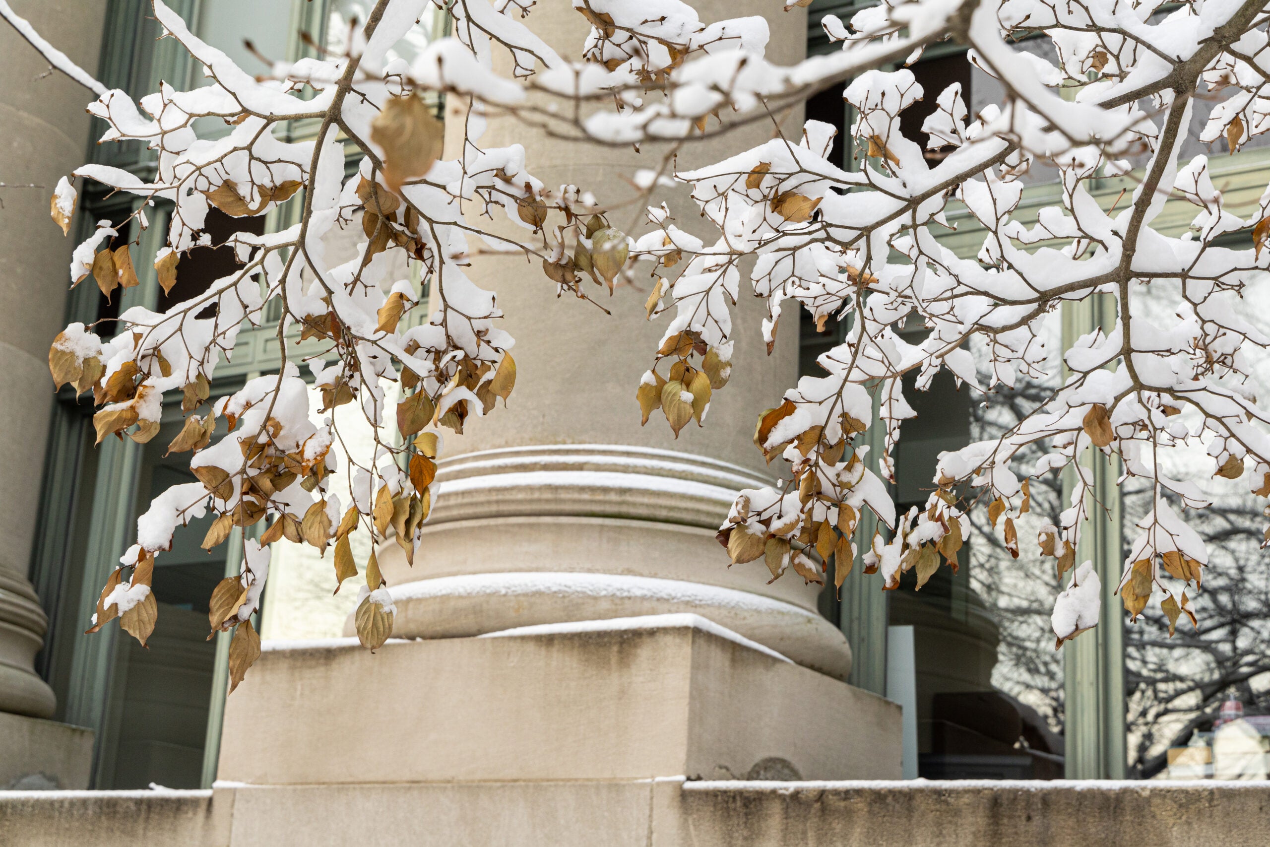A close up of the bottom of a column taken through snow covered orange/brown leaves and branches.