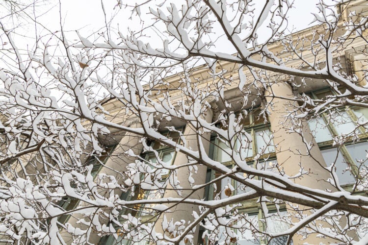 Snow covered branches in front of the tall columns of a Langdell Hall