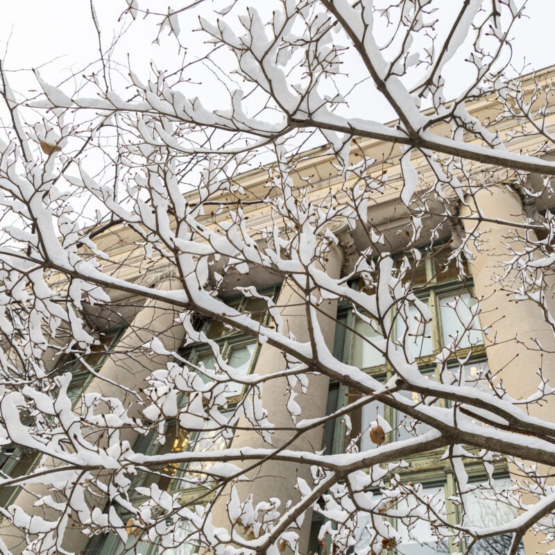Snow covered branches in front of the tall columns of a Langdell Hall