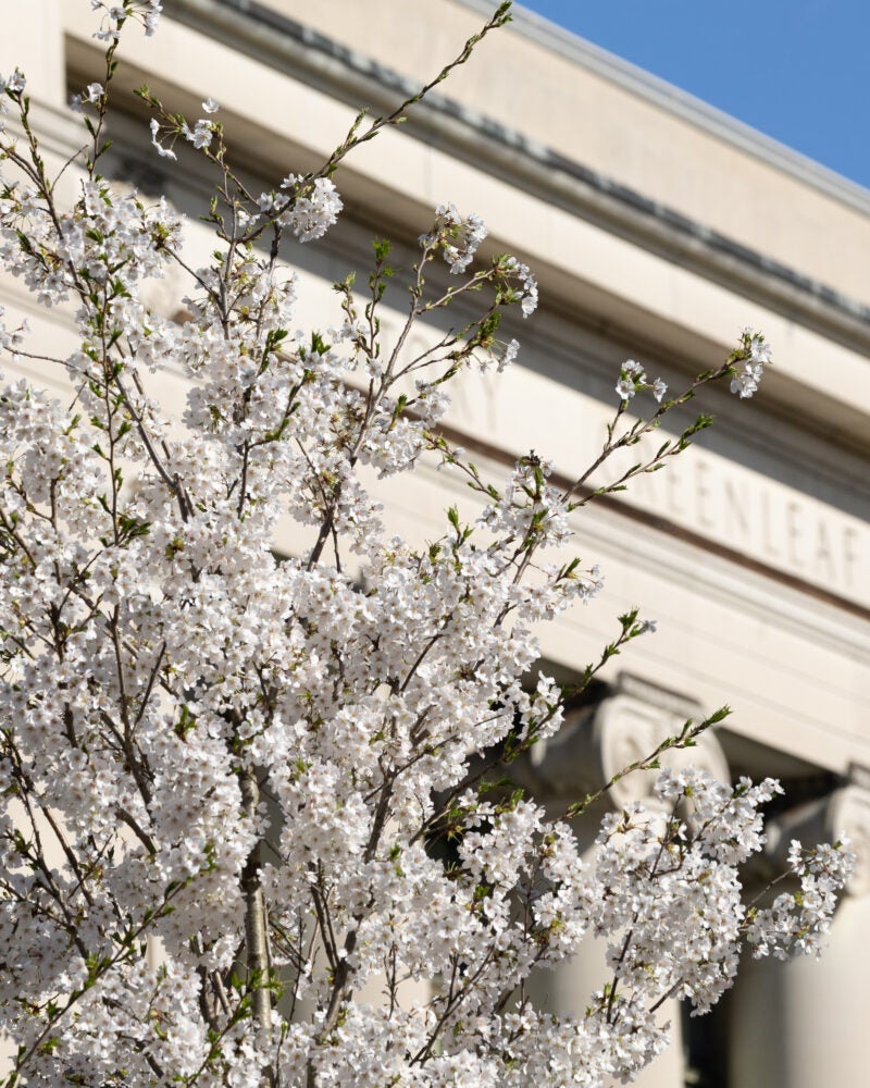 Blooming flowers in front of Langdell Hall