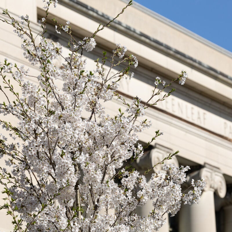 Blooming flowers in front of Langdell Hall