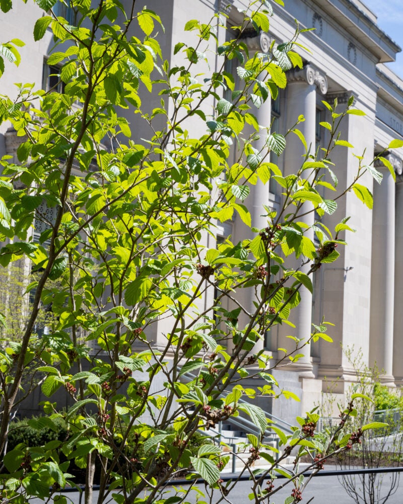 Trees blooming in front of Langdell Hall
