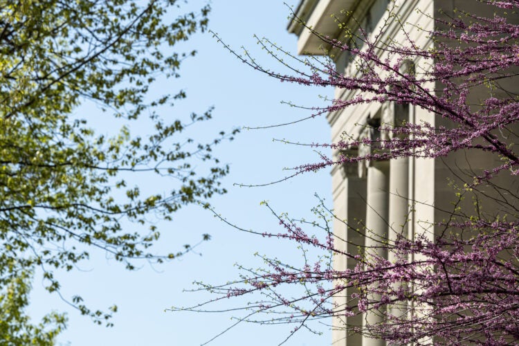 A tree with pink flowers in front of Langdell Hall and blue sky.
