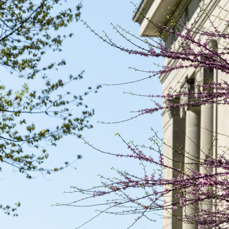 A tree with pink flowers in front of Langdell Hall and blue sky.