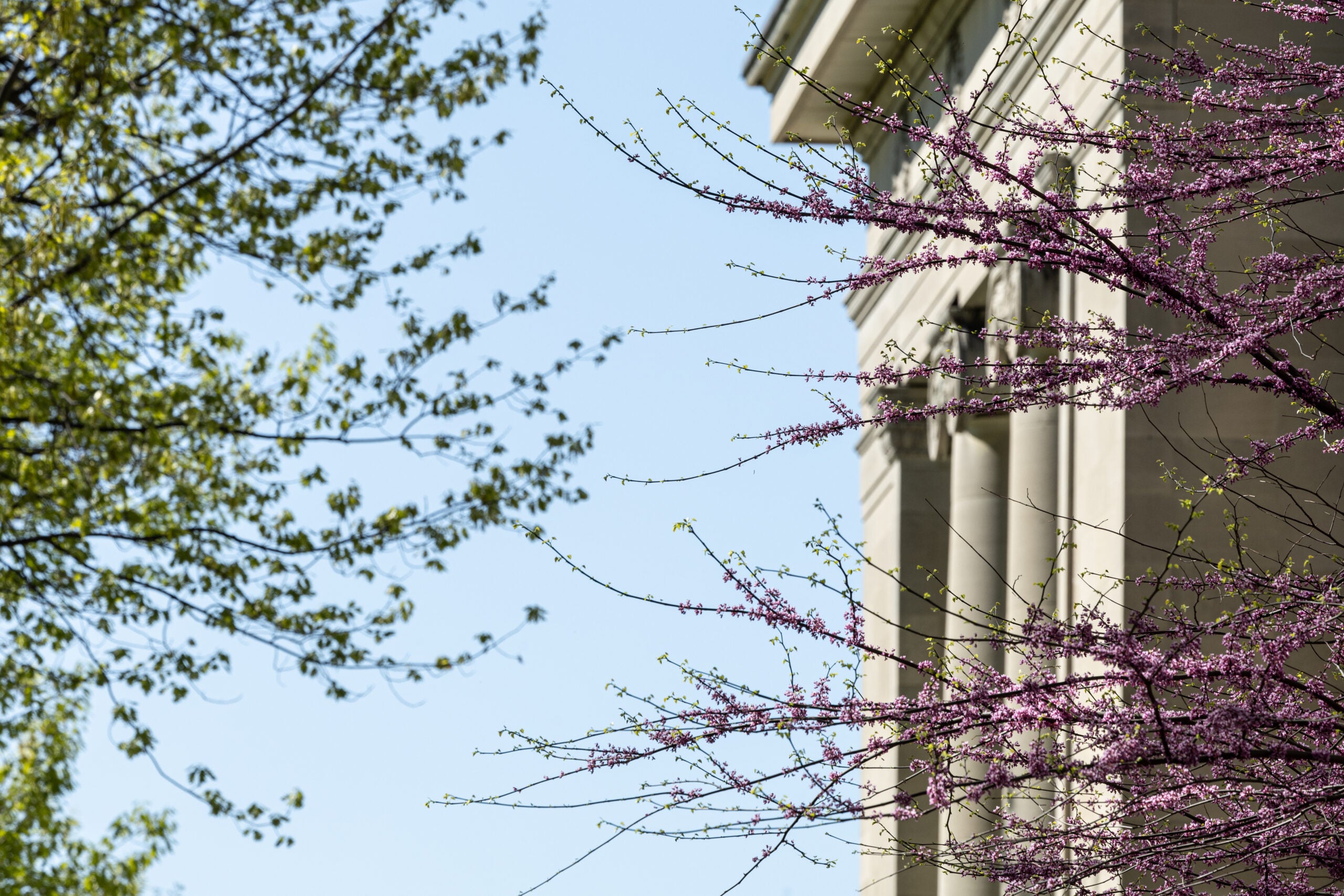 A tree with pink flowers in front of Langdell Hall and blue sky.