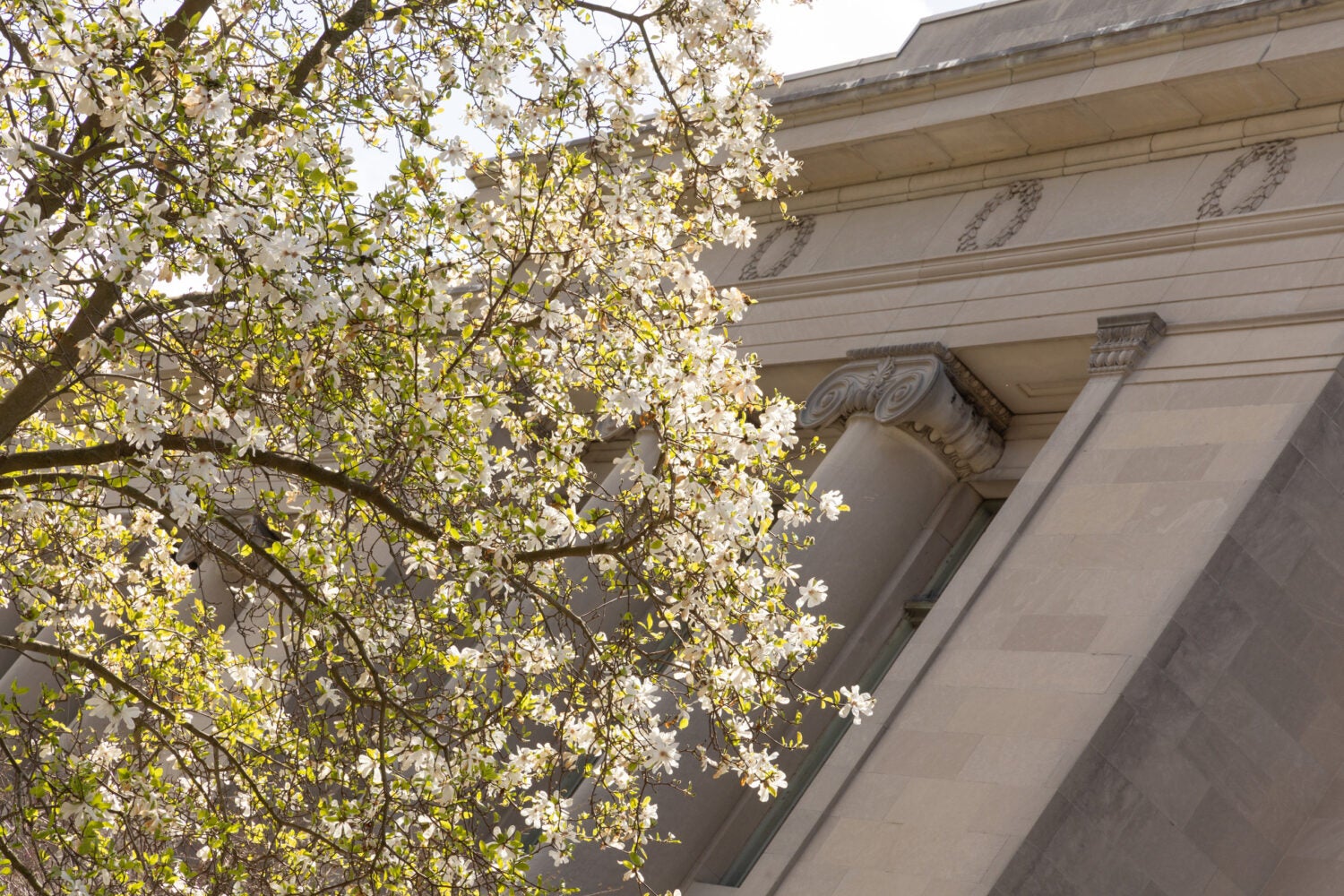 White flowering tree in front of Langdell