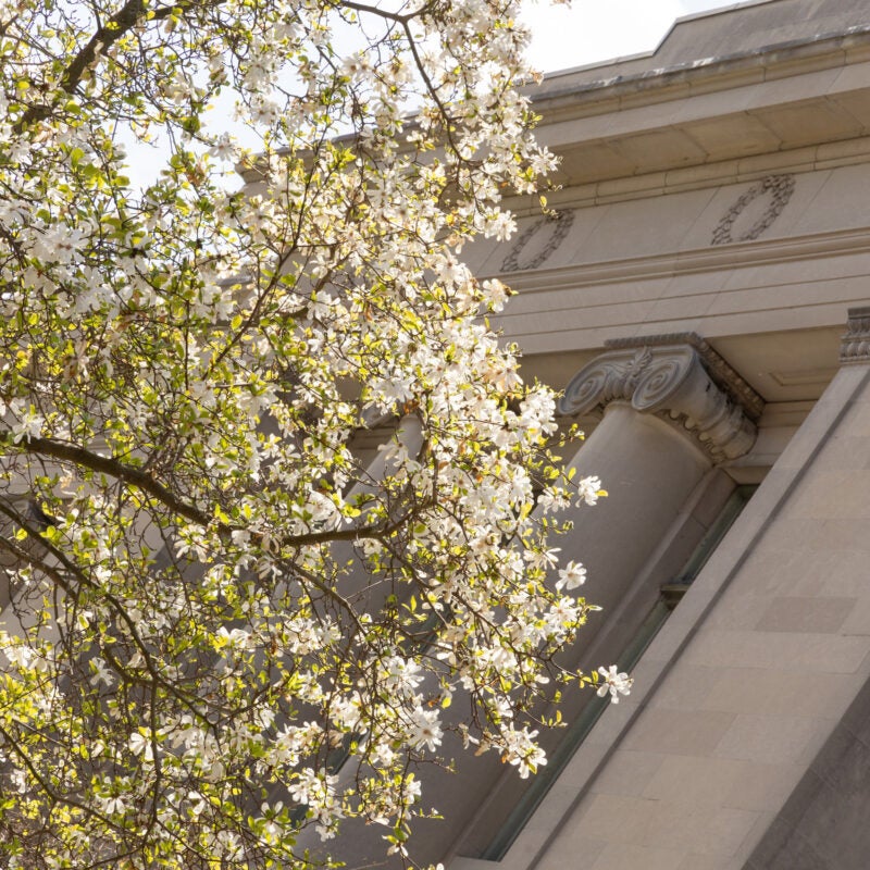 White flowering tree in front of Langdell
