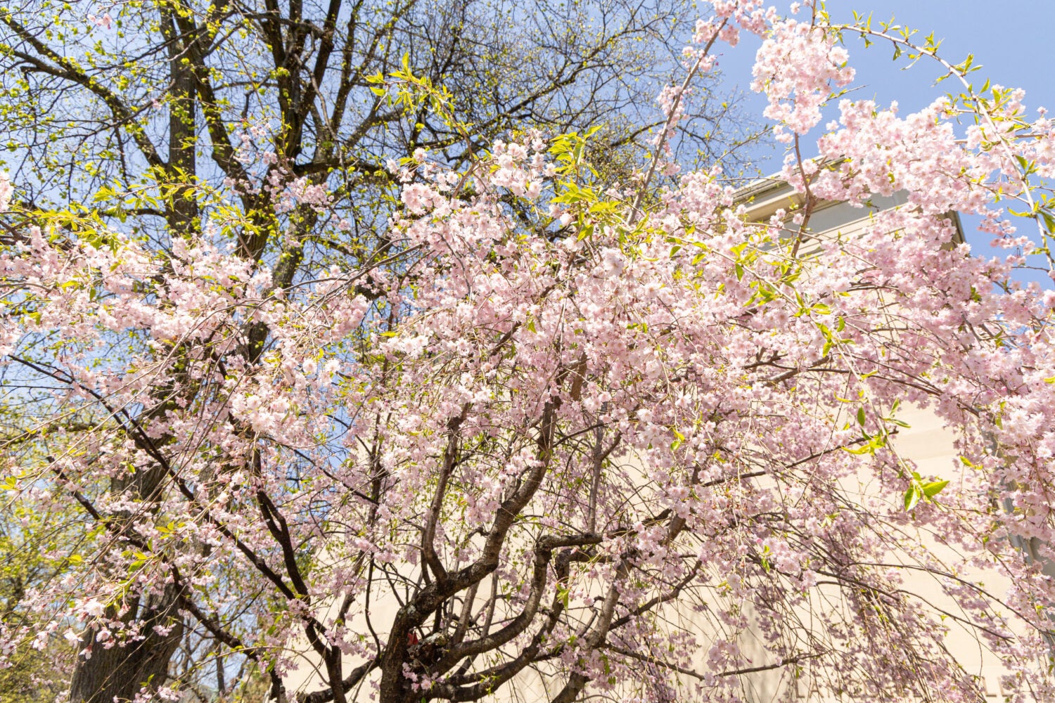 Pink flowering tree at the side of Langdell