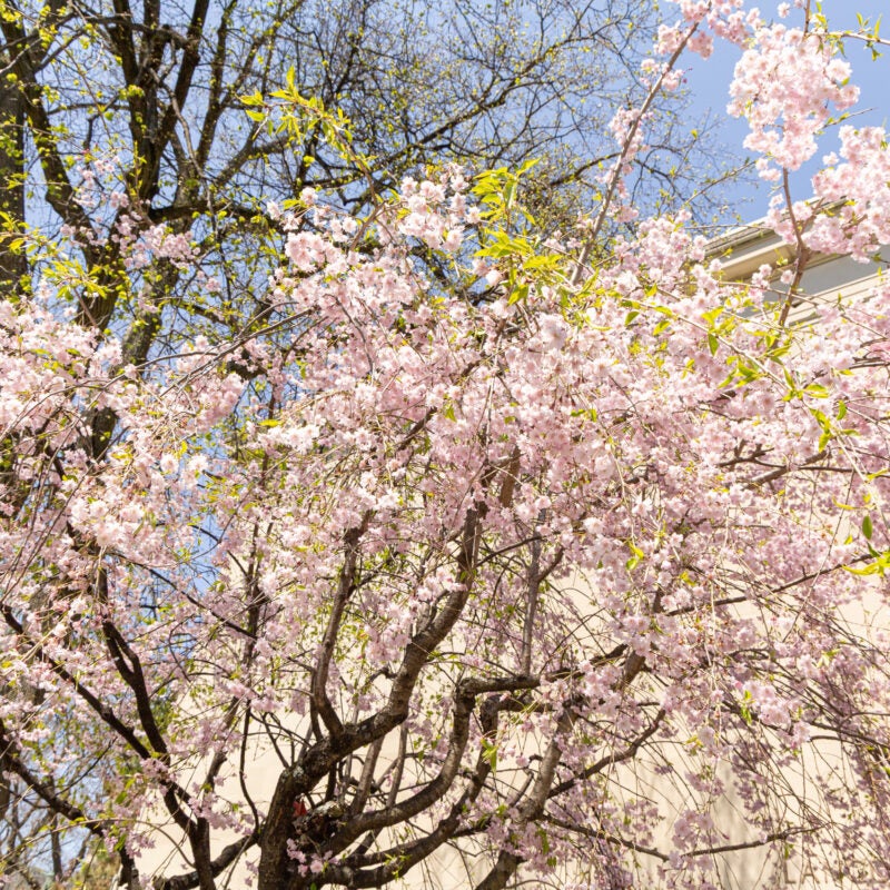 Pink flowering tree at the side of Langdell