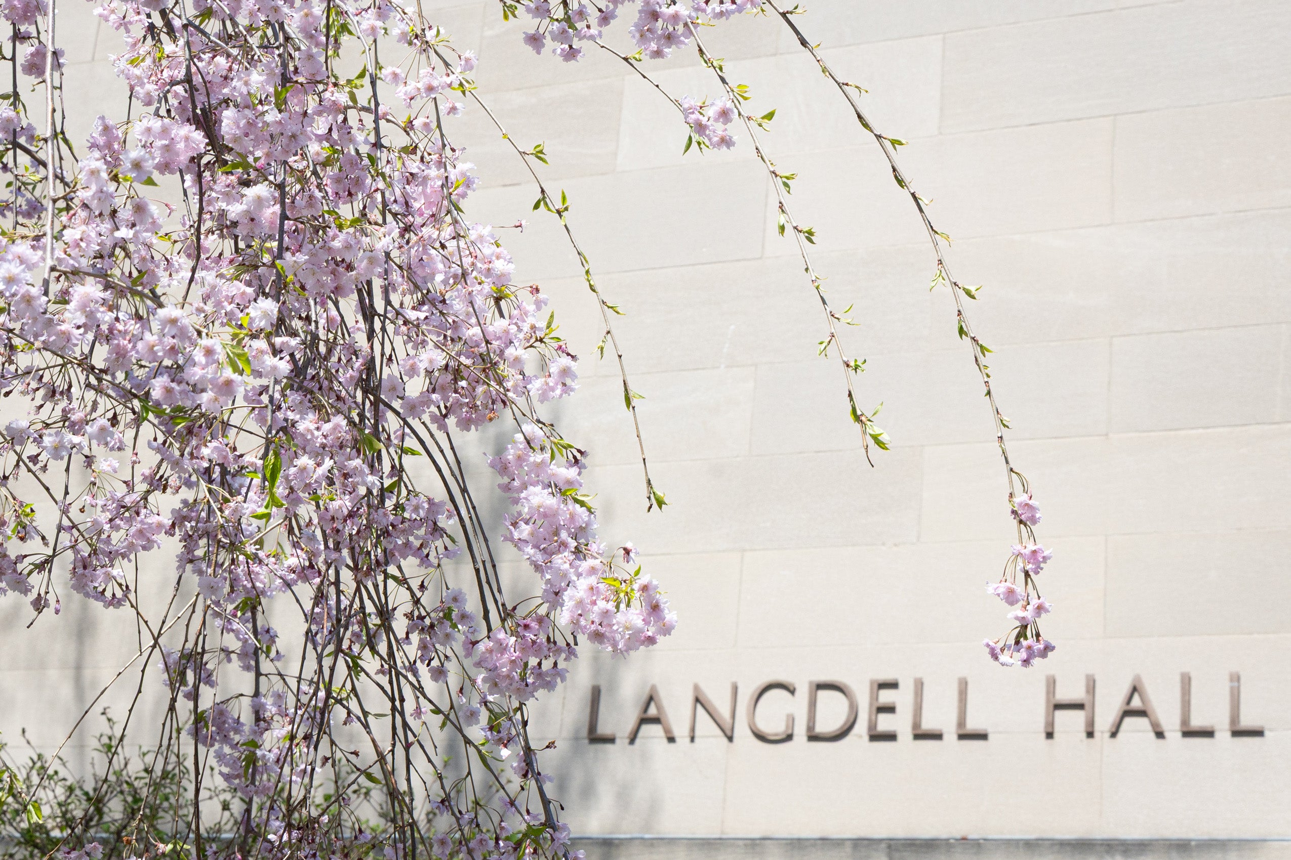 A tree with pink cascading pink flowering branches near Langdell Hall.