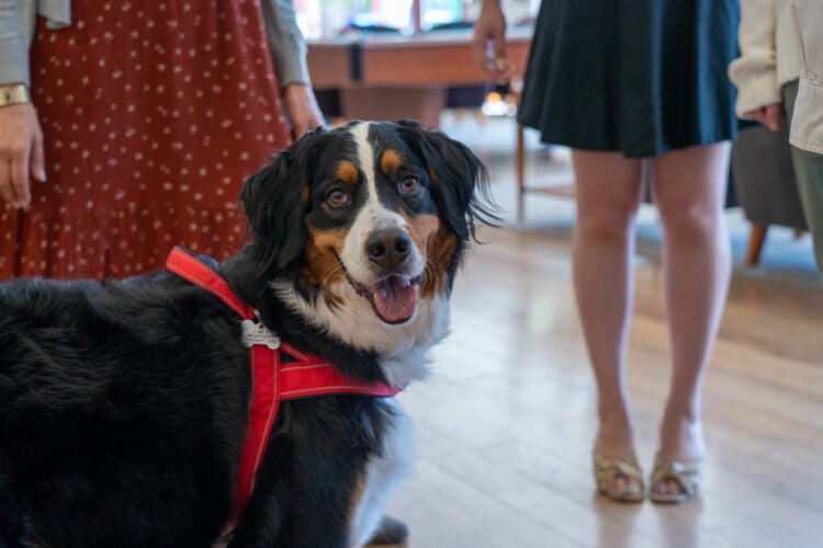 A therapy dog looks at the camera during a campus event.