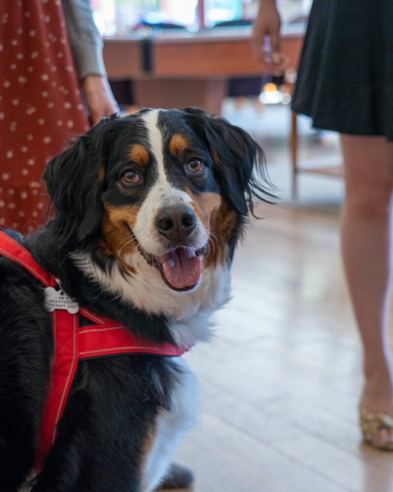 A therapy dog looks at the camera during a campus event.