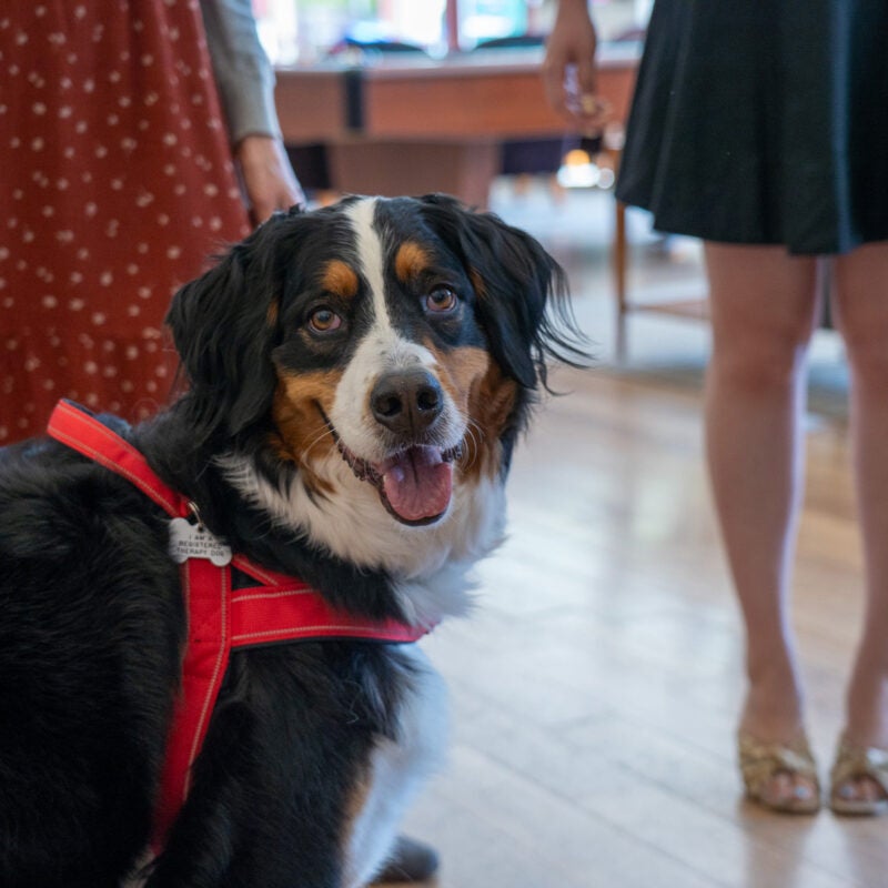A therapy dog looks at the camera during a campus event.
